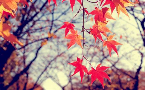Wallpaper Sunlight Fall Leaves Nature Red Earth Branch Blossom