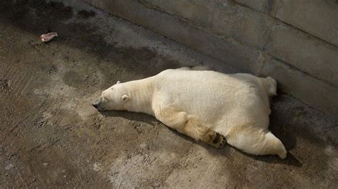 Jegesmedve fekszik alvás pihen háttérkép beállítása háttérképként