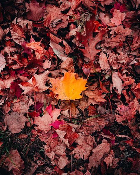 Maple Leaves Grass Autumn Macro Hd Phone Wallpaper Peakpx