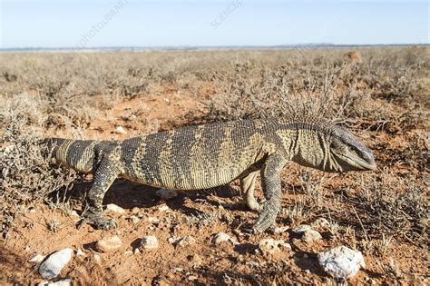 hunting rock monitor lizard stock image c021 1697 science photo library