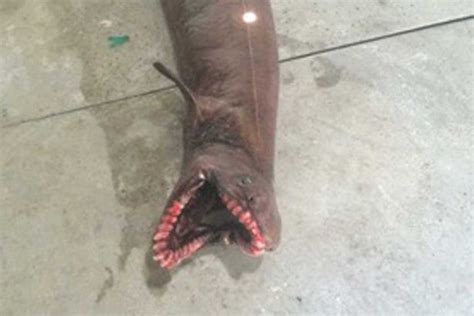 Terrifying Prehistoric Frilled Shark With 300 Razor Sharp Teeth