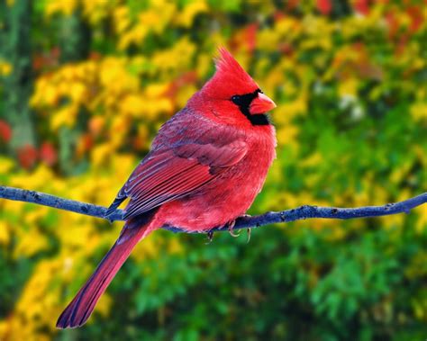 Lovable Images Birds Wallpapers Free Download