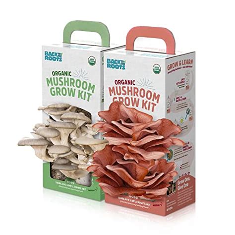 Find The Best Environment To Grow Mushrooms 2023 Reviews