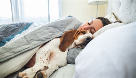 Should You Let Pets Sleep In Your Bed In Shape Blog Healthy Recipes