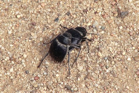 Desert Beetles Rely On Oral Sex For Successful Mating Paperpanda Blog