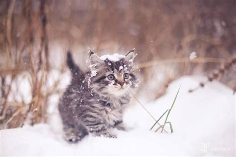 Mine And Lucys Kitty In The Snow