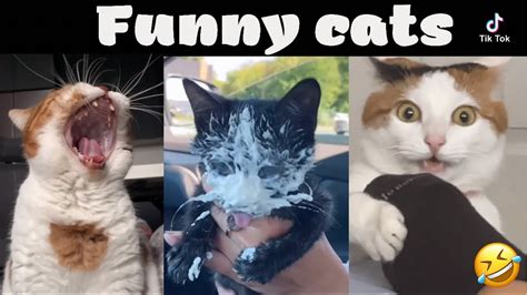 funny cats tik tok compilation 2021😂 youtube