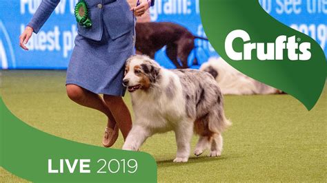 Crufts 2019 Day 3 Part 1 Live Youtube