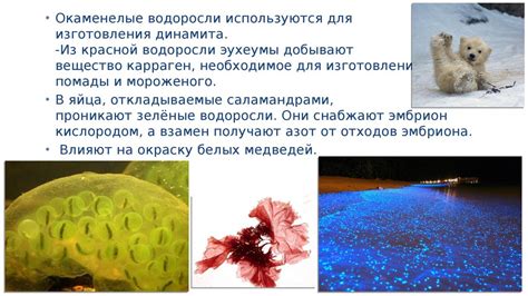 Интересные факты о водорослях - презентация онлайн