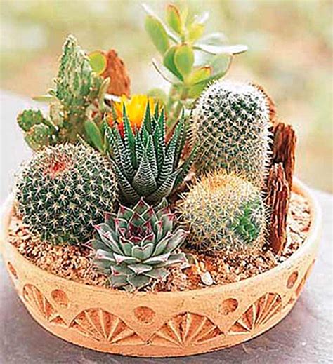 Rare Mixed Cactus Seeds Succulents Seeds 100pcspack Greenseedgarden