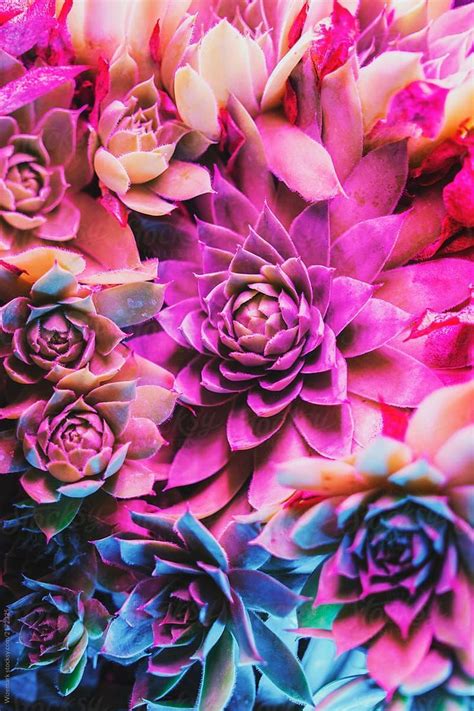 Vibrant Colorful Succulent Plants By Stocksy Contributor Wizemark
