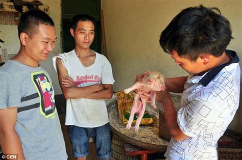 Chinese Farmer Astounded By Freak Two Headed Pig Is Born On His Farm