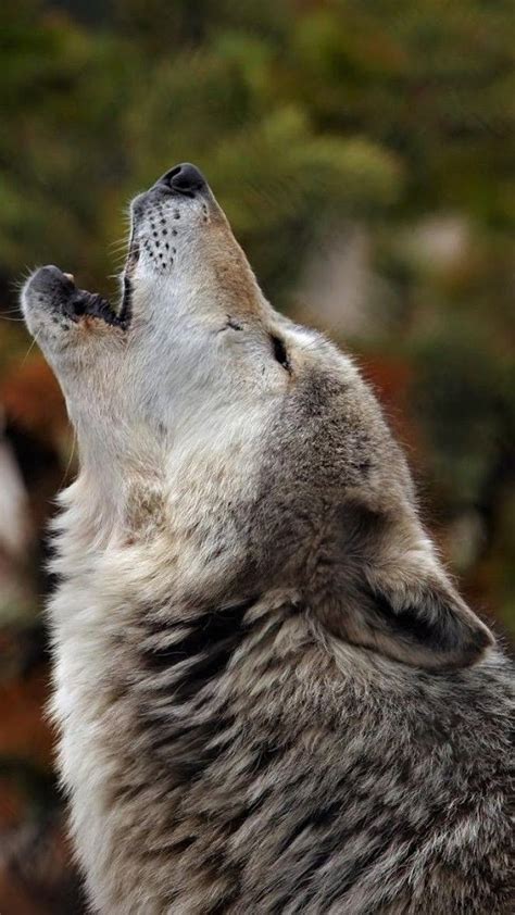 Pin By Hannelie Van On Wild Animals In 2020 Animals Beautiful Wolf