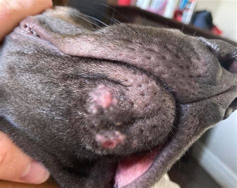 Acne On Dogs Chin Causes Symptoms And Treatment