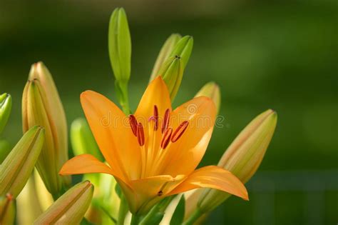 A Big Orange Tiger Lily In Summer Surrounded By Baby S Breath Stock