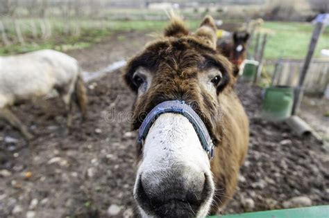 Donkey In Stable Stock Image Image Of Furry Countryside 210381151