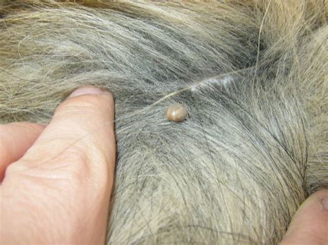 Maybe you would like to learn more about one of these? Natural Flea and Tick Remedies for Your Pet