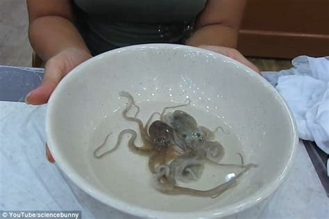 Woman Eats A LIVE Octopus That Tries To Escape Across The Table On Video Daily Mail Online