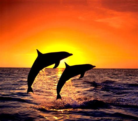 Sunset Wallpaper With Dolphins Wallpapers Gallery