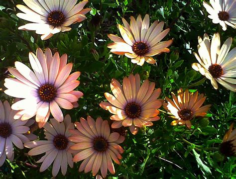 South African Indigenous Plant Beautiful Flowers Garden African