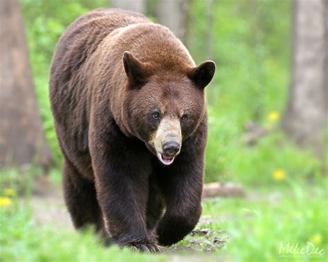 Black Bears In Northern Minnesota On May 27 2017 Fm Forums