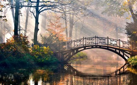 Water Landscapes Nature Trees Forest Bridges Sunlight Scenic Morning