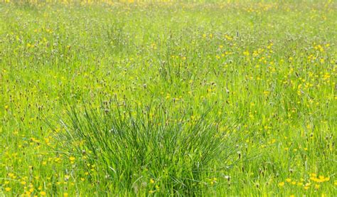 Typical British Field Of Meadow Grasses Stock Photo Image Of Closeup