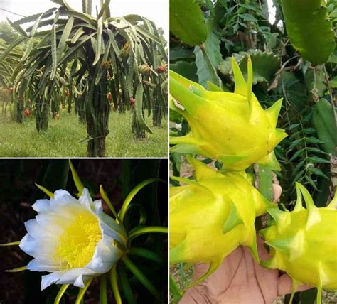 Dragon Fruit Growing Profit Cost And Yield Gardening Tips