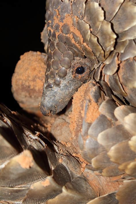 These animals have many different colors. Commercial pangolin farming will very likely have a ...