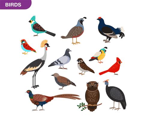 Ornithology An Overview Of Ornithology And Its Significances