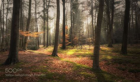 Dream Forest By Sdingemans49 Forest Tree Instagram