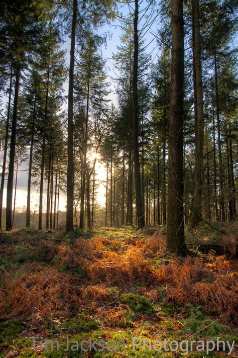 Late Afternoon Sun New Forest Tim Jackson Photography Buy