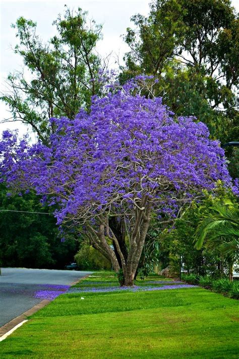 Jacaranda Mimosifolia Is A Sub Tropical Tree Native To South America