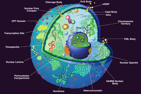 Nucleus The Commanding Centre Of The Cell Biology Exams 4 U