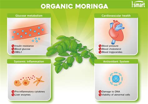 Available in retail and bulk sizes. Organic Moringa leaf extract