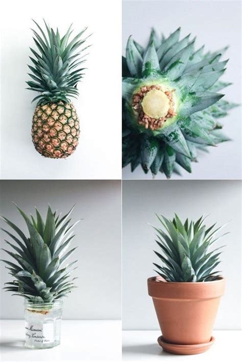 How To Grow Your Own Pineapple Plant And Make A Virgin Pina Colada Recipe