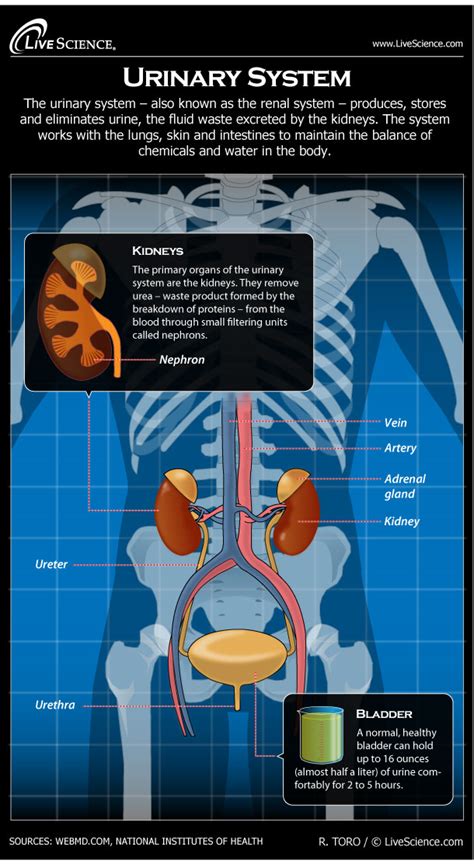 Human Urinary System Diagram How It Works Live Science