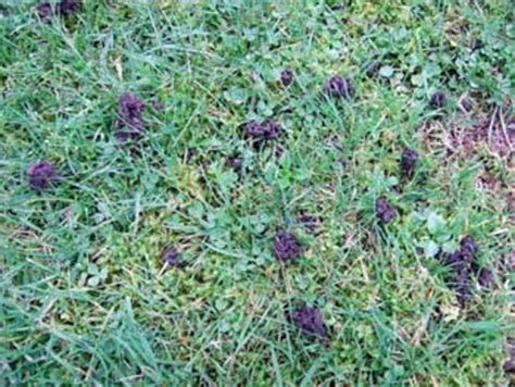 How To Reduce Worm Casting In Your Lawn Horticulture