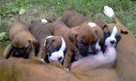 Hello, we have several litters of beautiful akc boxer puppies with great temperament, attitude, looks, & champion blood lines. CKC BOXER PUPPIES for Sale in Alexandria, Virginia ...
