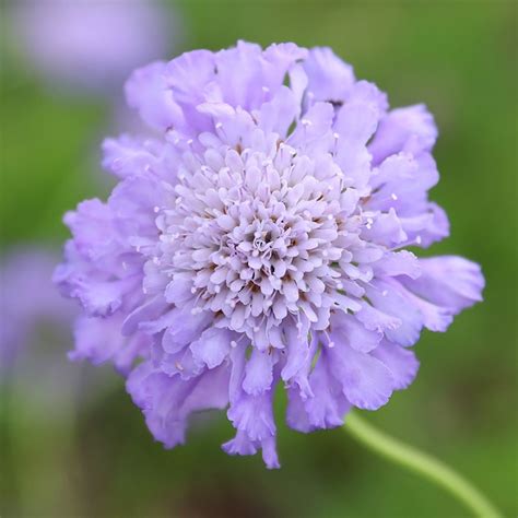 Buy Pincushion Flower Scabiosa Butterfly Blue