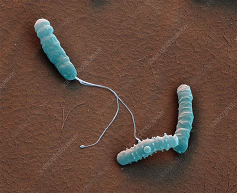 Helicobacter Pylori Bacteria Sem Stock Image C0208604 Science