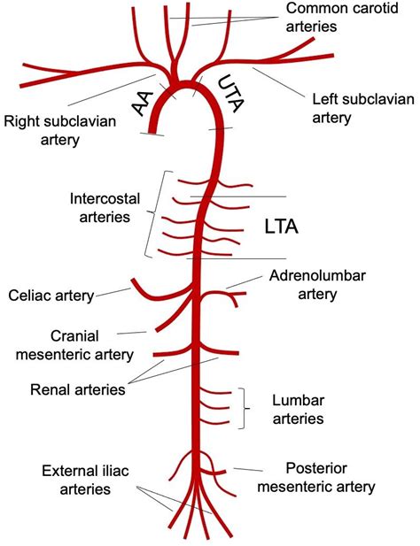 1 Schematic Representation Of The Arterial Tree The Three Aortic