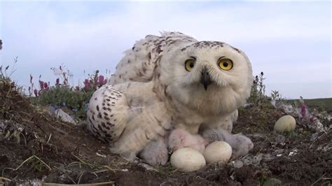 Snowy Owls Endless Feeding Of Growing Chicks Video