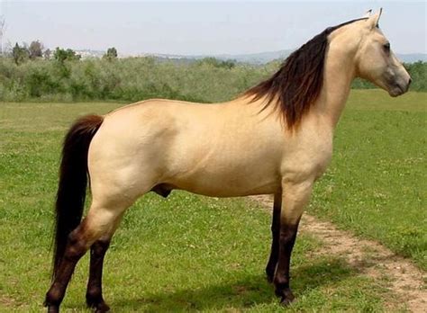 Top 10 Most Expensive Horse Breeds In The World 2018 Worlds Top Most