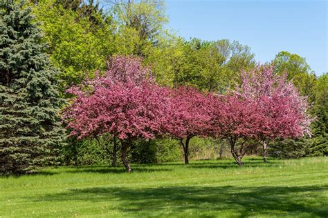 The Camelot Crabapple Tree Minneopa Orchards