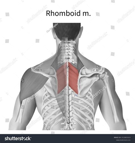 508 Rhomboid Muscles Immagini Foto Stock E Grafica Vettoriale