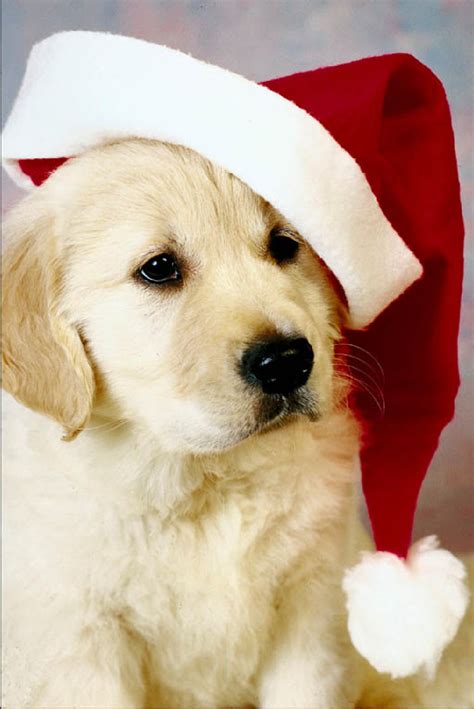 Mindless Mirth Christmas Puppies