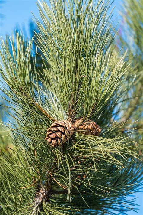 Pine Tree Detail In Summer Stock Image Image Of Plant 111678093