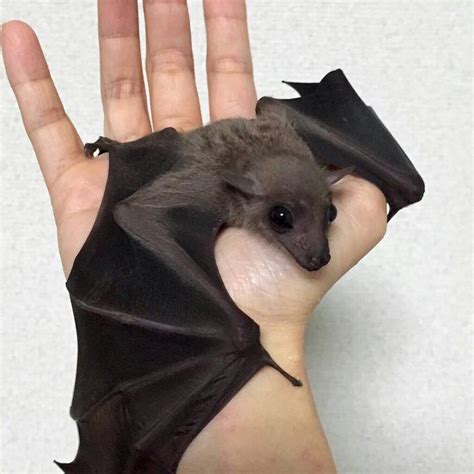 Pin By Celia A On Animal Cuteness Cute Animals Baby Bats Animals