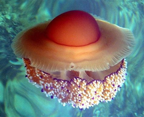 (submitted by donna harrison) this type of jellyfish is found all along the pacific coast, from chile to alaska, and can be spotted on b.c.'s coast during. Fried Egg Jellyfish Cotylorhiza Tuberculata « Inhabitat ...